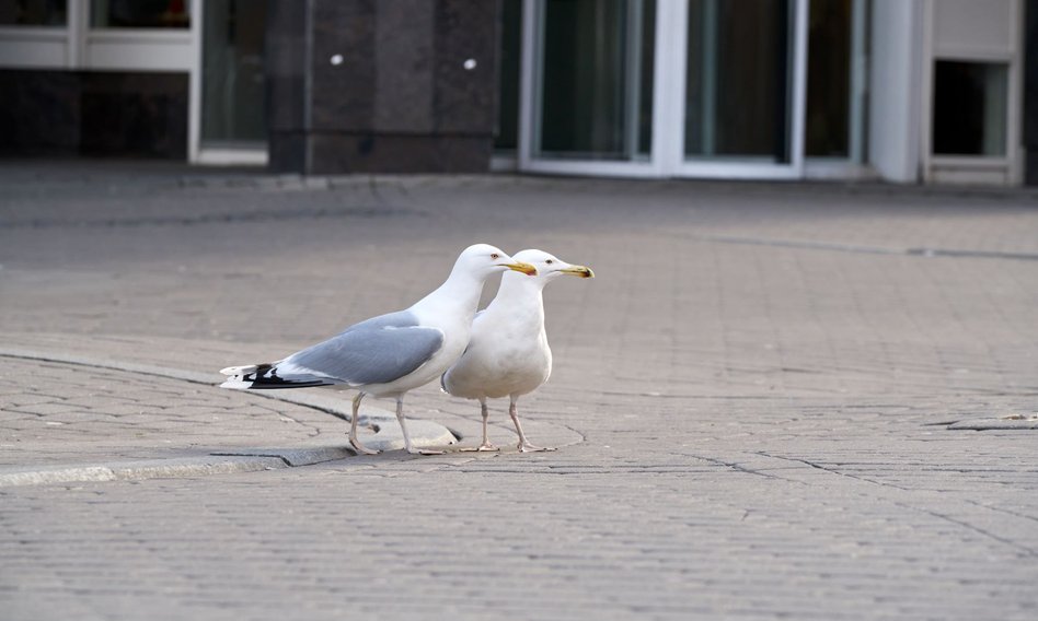 Holender pozwał miasto za głośne mewy, przez które nie może spać