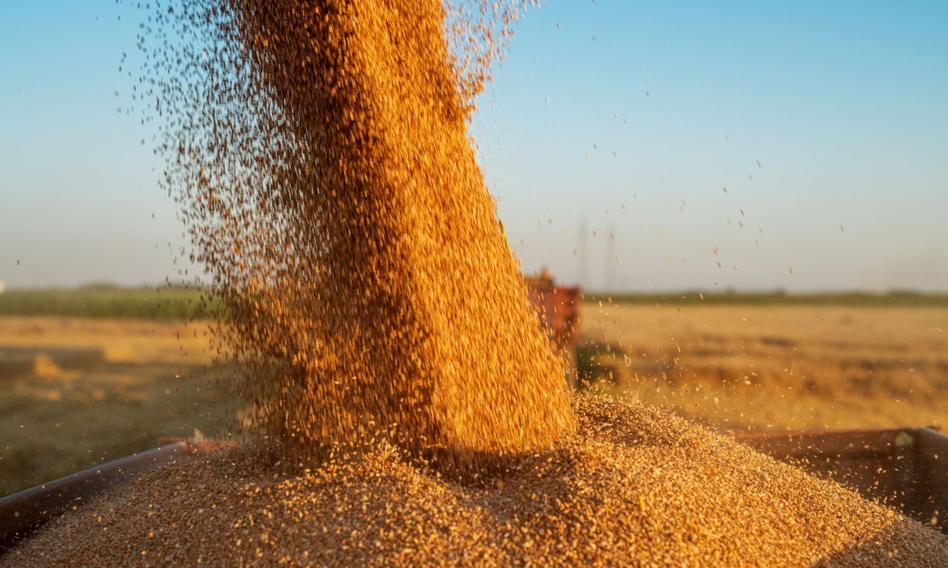 FAO: z Ukrainy nie można wyeksportować 25 mln ton zboża