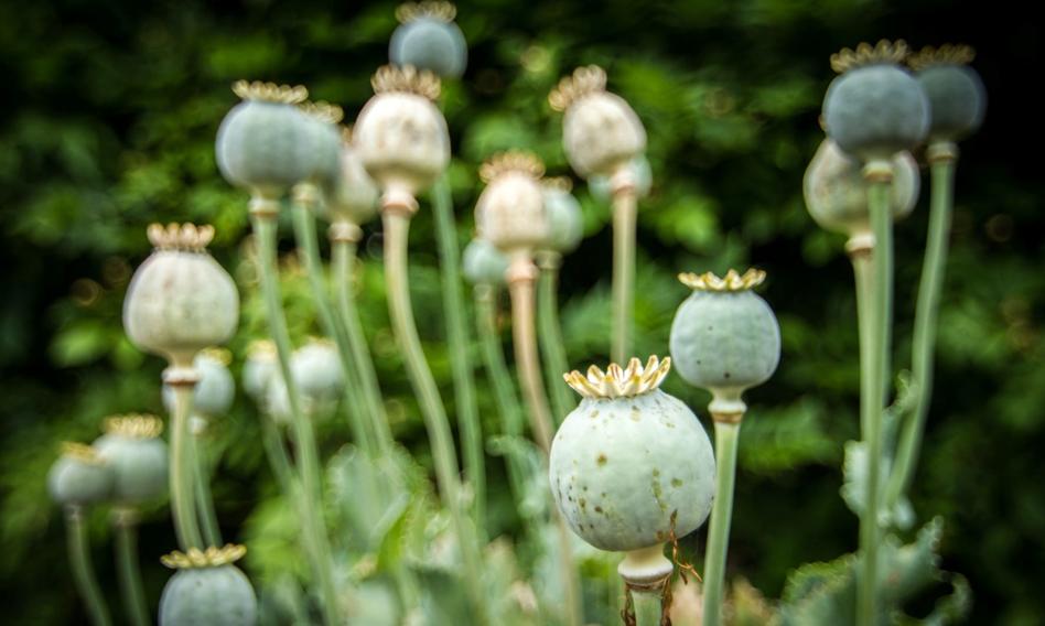 Afganistan opioidalną potęgą. Ceny wzrosły do rekordowych poziomów
