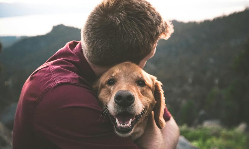 Holandia chce wprowadzić obowiązkowy kurs przed nabyciem psa