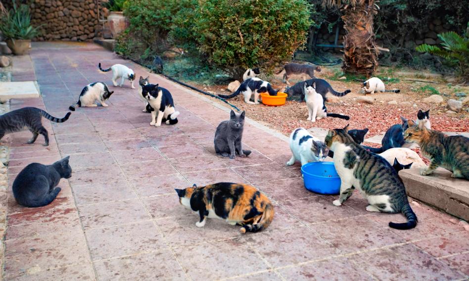 W Turcji populacja bezpańskich zwierząt może zrównać się z liczbą ludności do 2030 roku