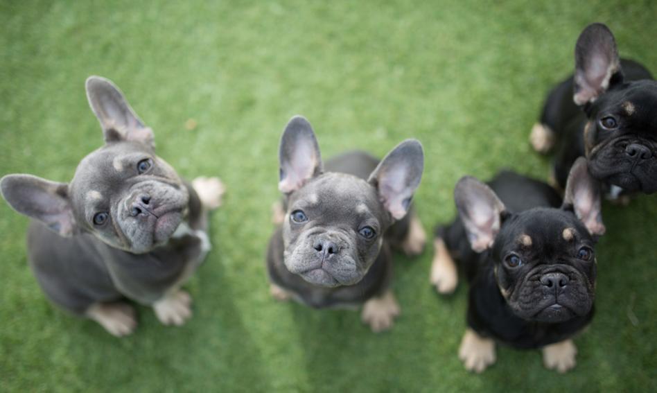 Hiszpania: w Vigo jest więcej psów niż dzieci