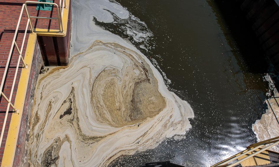 Ogłoszono pierwszy stopień zagrożenia złotą algą w Odrze