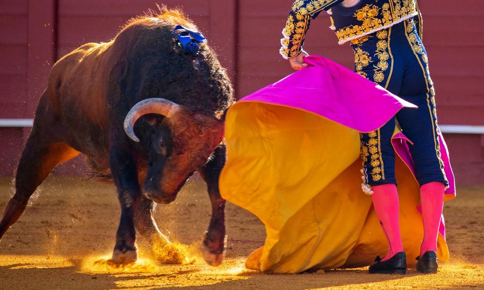 To koniec korridy? "Nie będzie publicznych pieniędzy na walki byków"