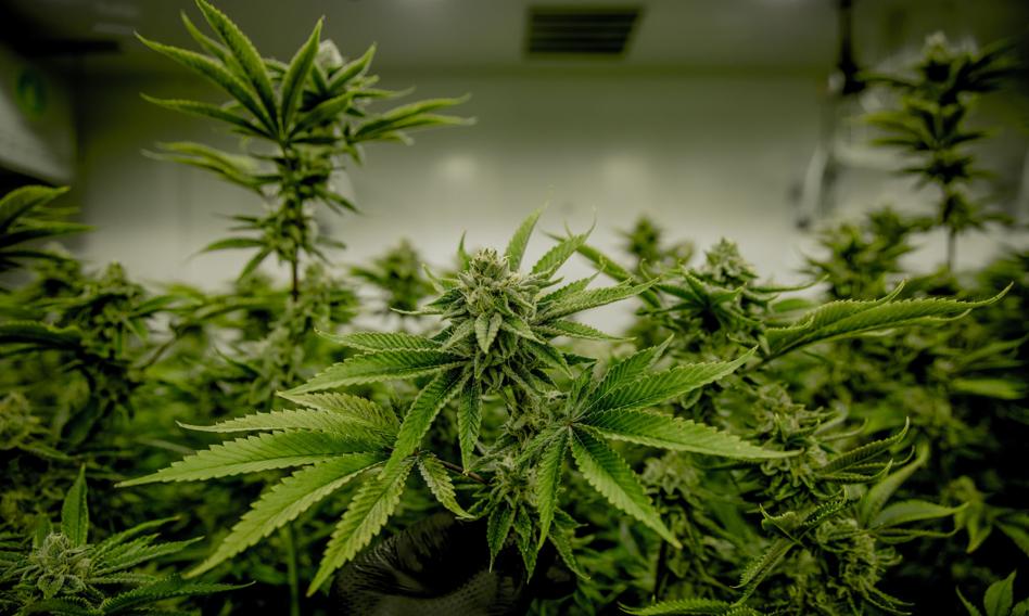 Marihuana lecznicza będzie droższa? MF chce podnieść podatek VAT