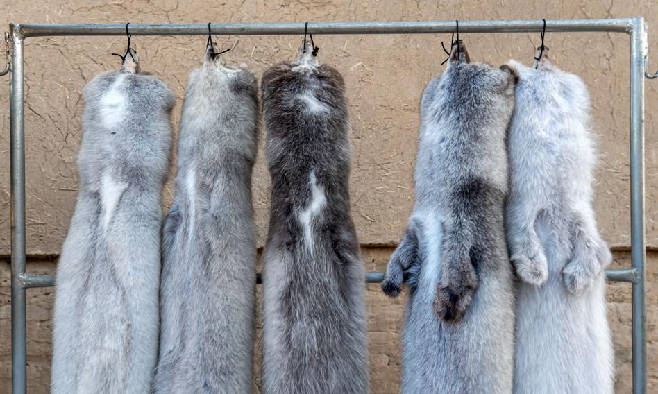 Wraca temat zakazu hodowli zwierząt na futra. Polska może dołączyć do 22 krajów z podobnymi ograniczeniami
