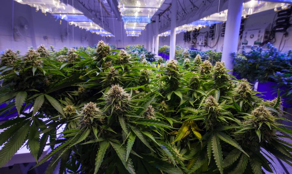 Marihuana na topie. Jest najczęściej używaną substancją po alkoholu, kofeinie i nikotynie